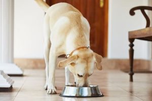 Things to Consider When Choosing Dog Food