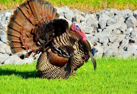 Tips for Raising Turkeys as Pets