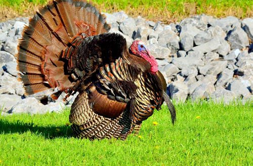 Tips for Raising Turkeys as Pets