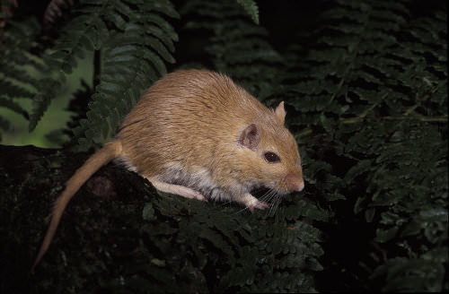 Your family will be safe with gerbils as pets