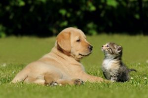 10 Ways Pets Improve Your Health