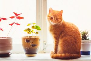 10 Plants to Keep Away from Pets