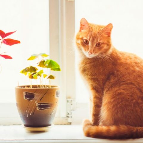 10 Plants to Keep Away from Pets