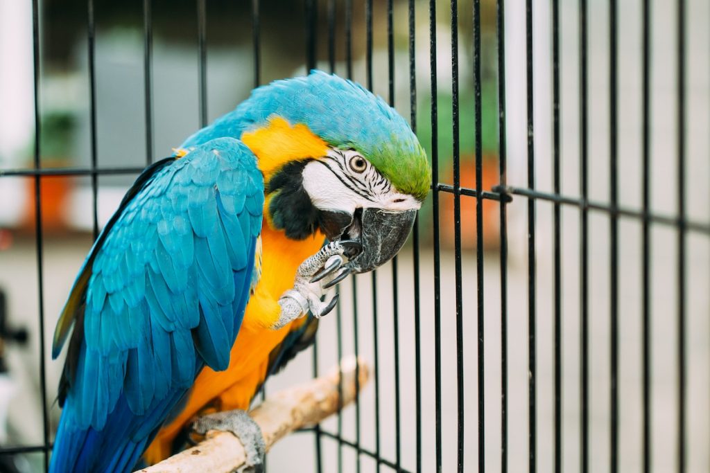 Tips for Teaching Your Parrot to Talk