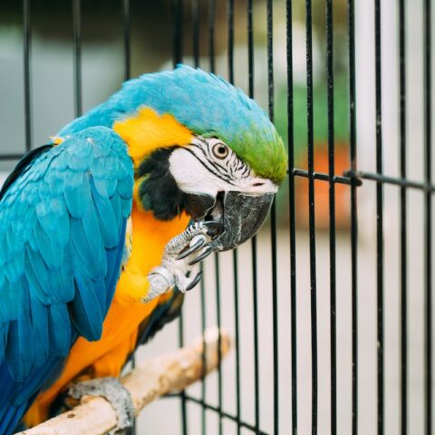 Tips for Teaching Your Parrot to Talk