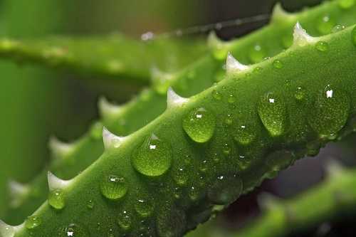 Aloe Vera