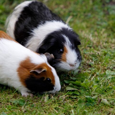 Important Tips for Caring for Guinea Pigs