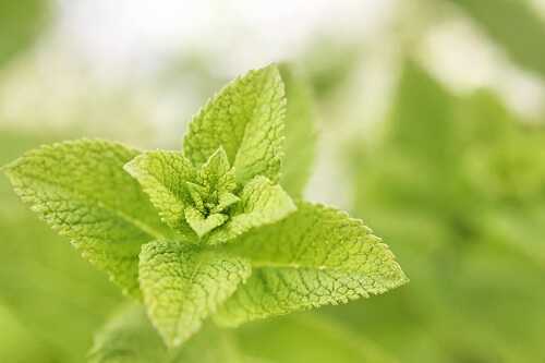 Mint Leaves