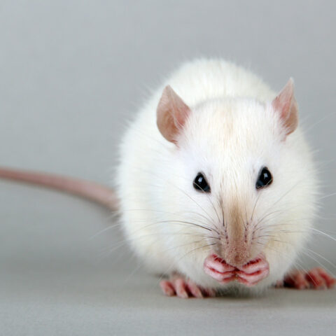 10 Benefits of Owning Rats