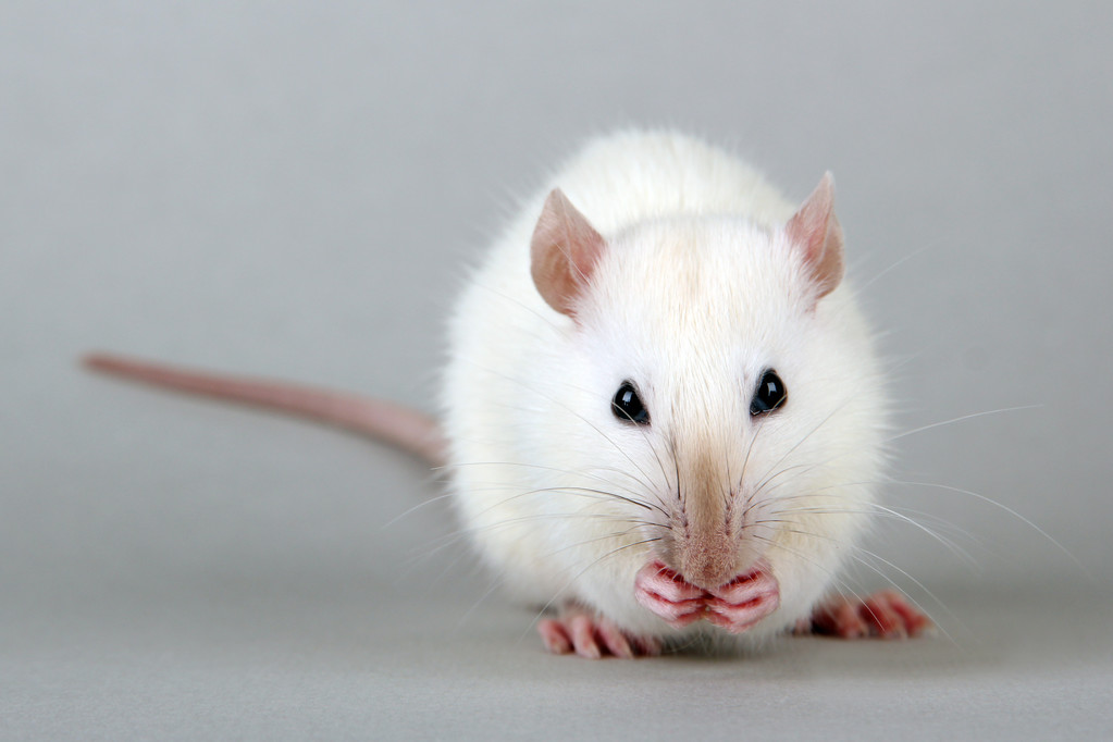 10 Benefits of Owning Rats