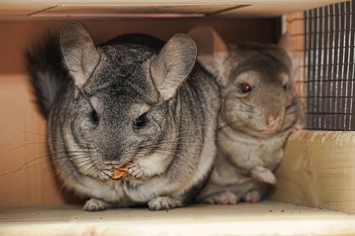 Chinchilla Pellets