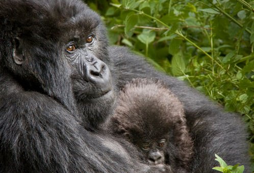 Mountain Gorillas Virunga Mountains