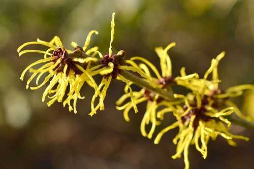 Witch Hazel