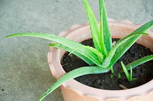 Aloe Vera