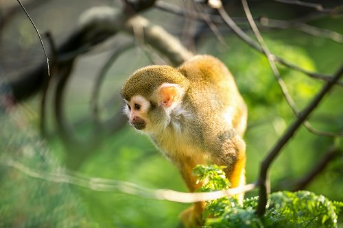 Boabeng Fiema Monkey Sanctuary