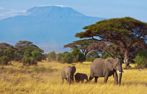 Honeymoon in Kenya