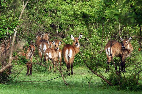 Mole National Park