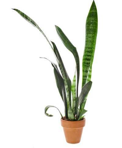 Snake Plant