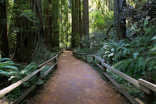 The Muir Woods National Monument