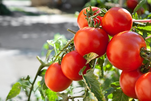 Tomatoes