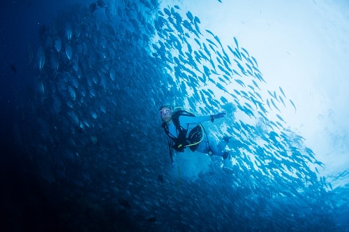 Barracuda Point