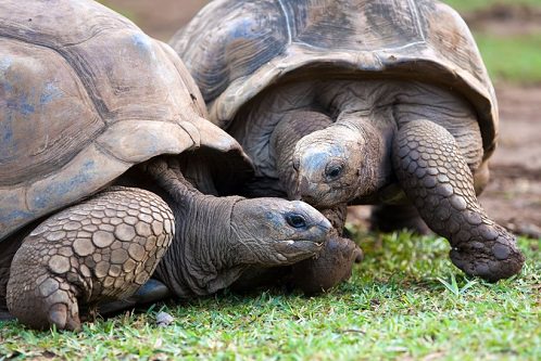 Crocodile and Giant Tortoises Park and Nature Reserve