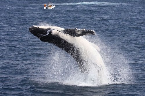 Dolphin and Whale Encounters