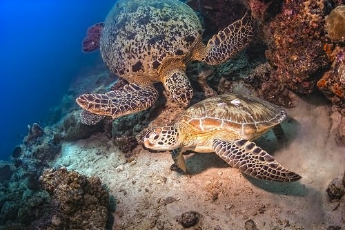 Into the Deep The Best Scuba Sites in the World