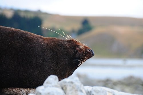 Kaikoura