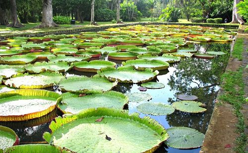 Pampelmousses Botanical Gardens