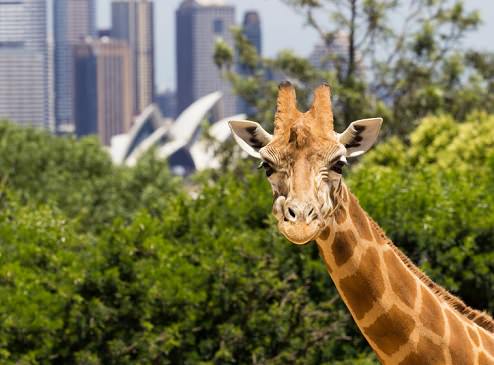 The Taronga Zoo