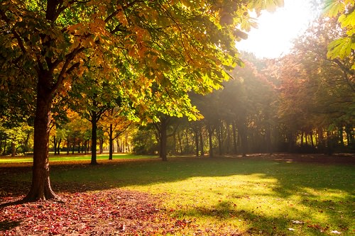 Tiergarten