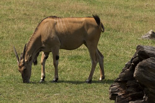 Tour the Cape Point Nature Reserve