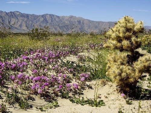 Visit the Anza-Borrego Desert State Park