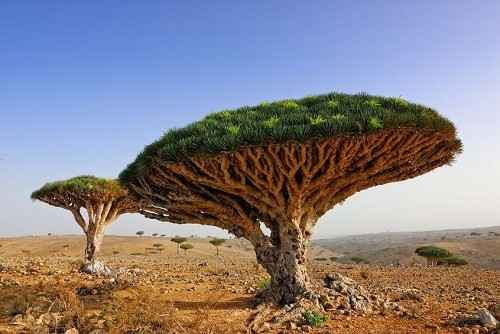 Yemen's Socotra