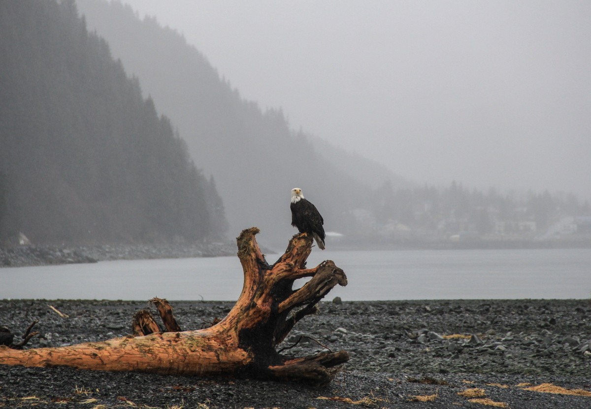 Kenai alaska