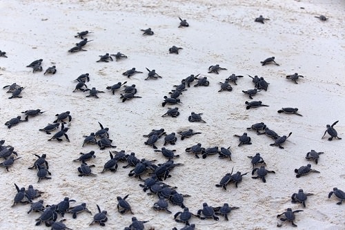 The sea turtle hatching season