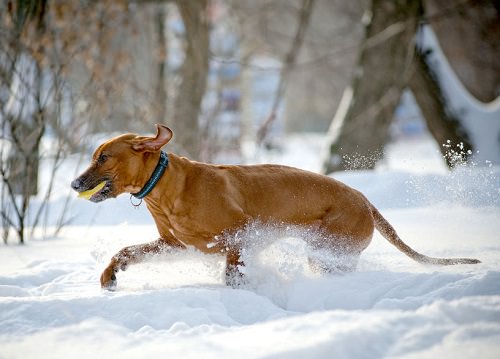 Agility training