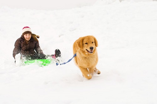 Dog sledding