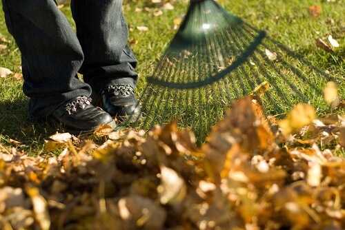 Rake Leaves in the Backyard