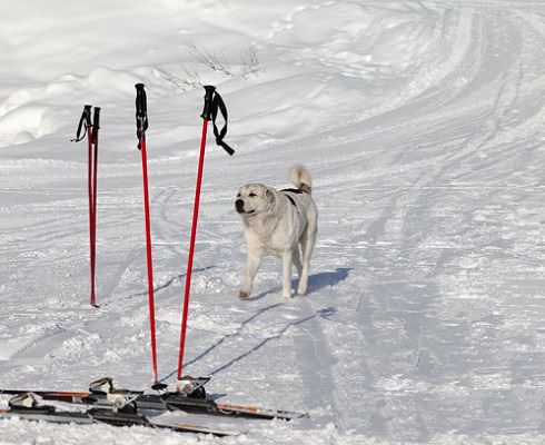 Skijoring