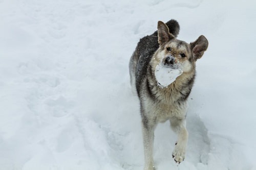 Snowball fights