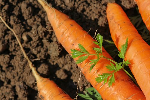 Weed your garden