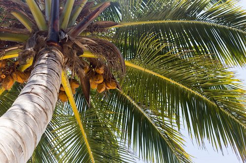 Gifts of the Coconut Tree