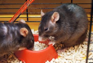 9 Important Tips for Caring for Mice and Rats