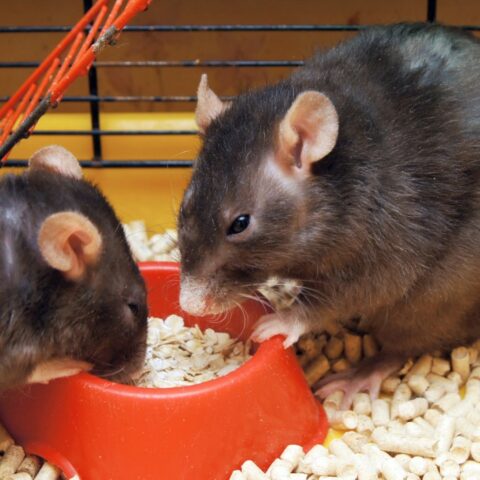 9 Important Tips for Caring for Mice and Rats