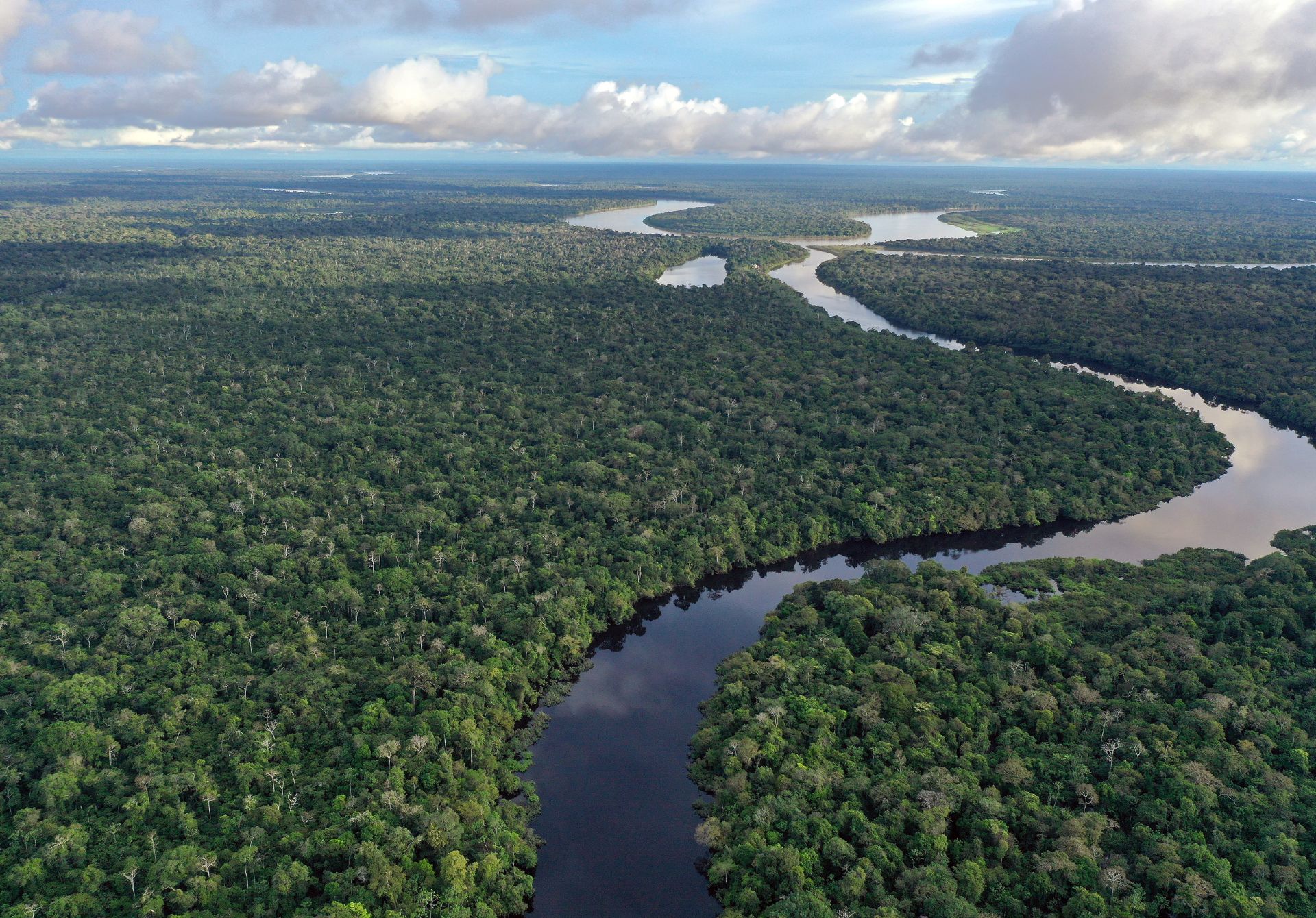 The Amazon rainforests