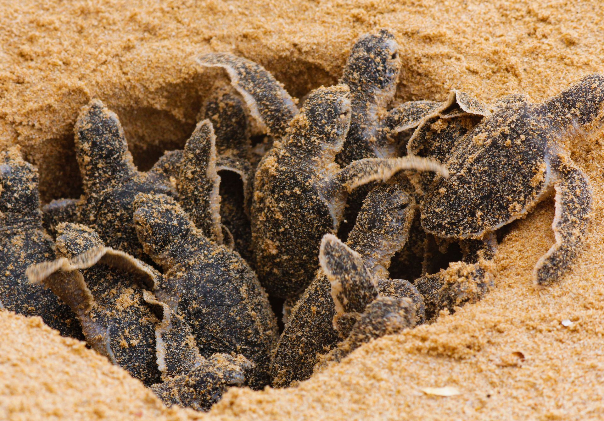 The sea turtle hatching season