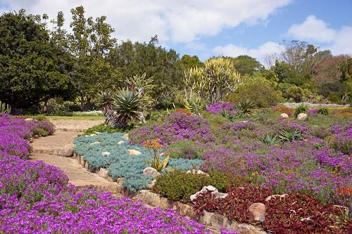 Kirstenbosch National Botanical Garden