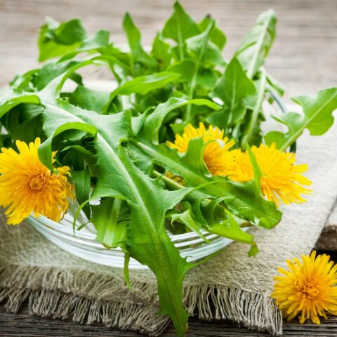 7 Surprising Health Benefits of Dandelion